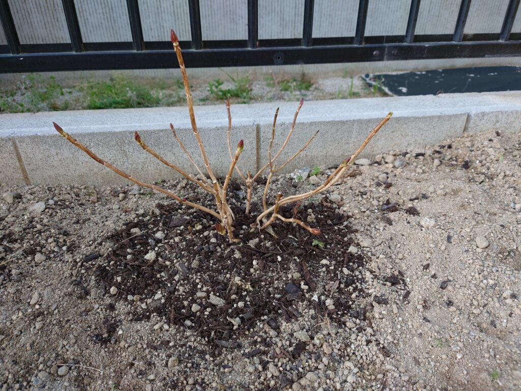 冬のアジサイの育て方 寒肥 剪定 鉢植えの管理について分かりやすく紹介 しょのんのぶろぐ
