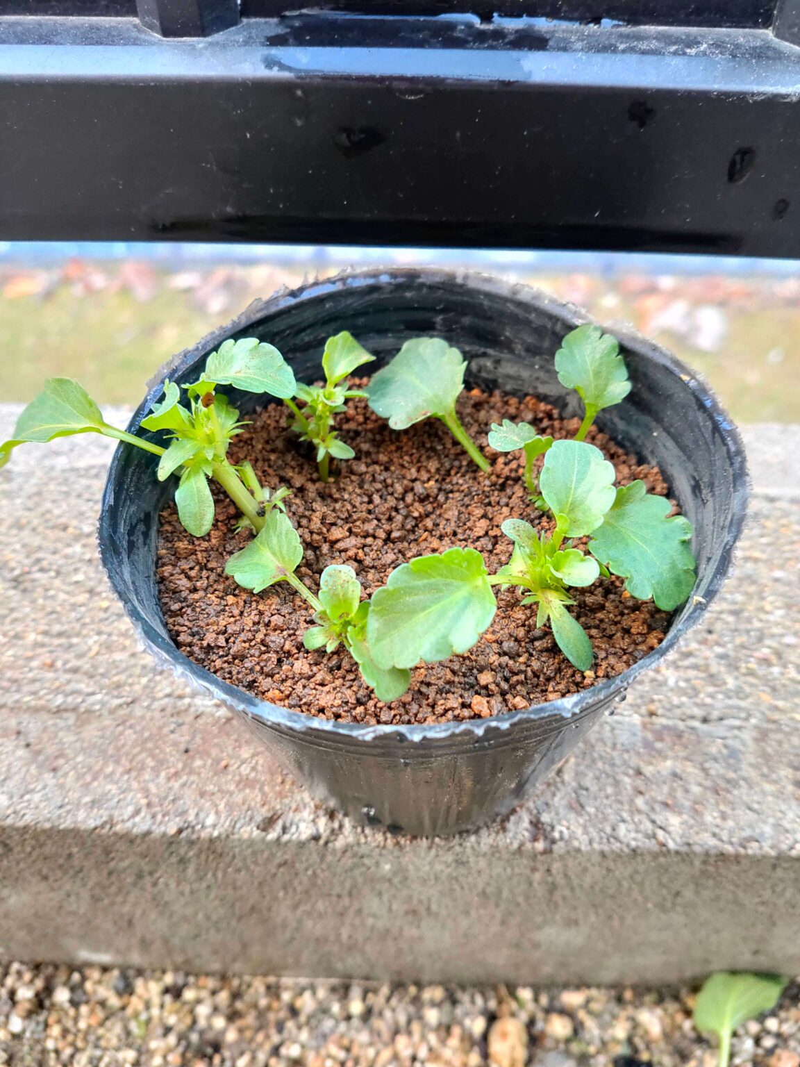 【写真付きで分かりやすい】挿し木・挿し芽のやり方!成功の判断方法は? | しょのんのぶろぐ