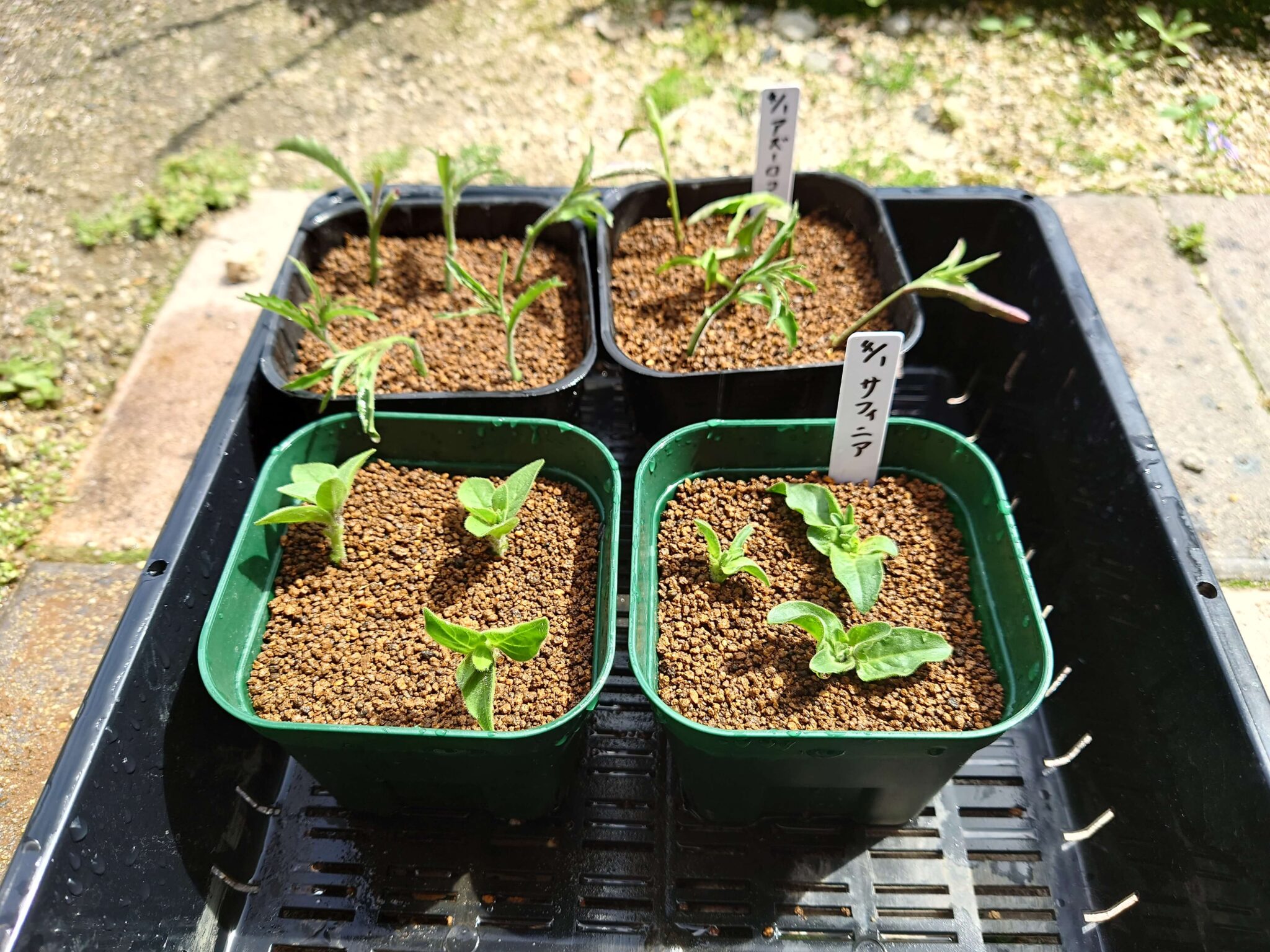 菊挿し木 やり方 – 菊挿し木用土 – VISHUJI