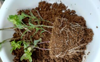 お庭や玄関先のアクセントに 花手毬 絢 の育て方 しょのんのぶろぐ